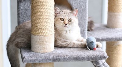 Katzen beschäftigen: Hilfreiche Tipps gegen Langeweile