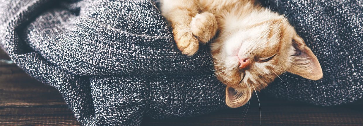 Katze eingewöhnen: So gelingt ein stressfreier Start