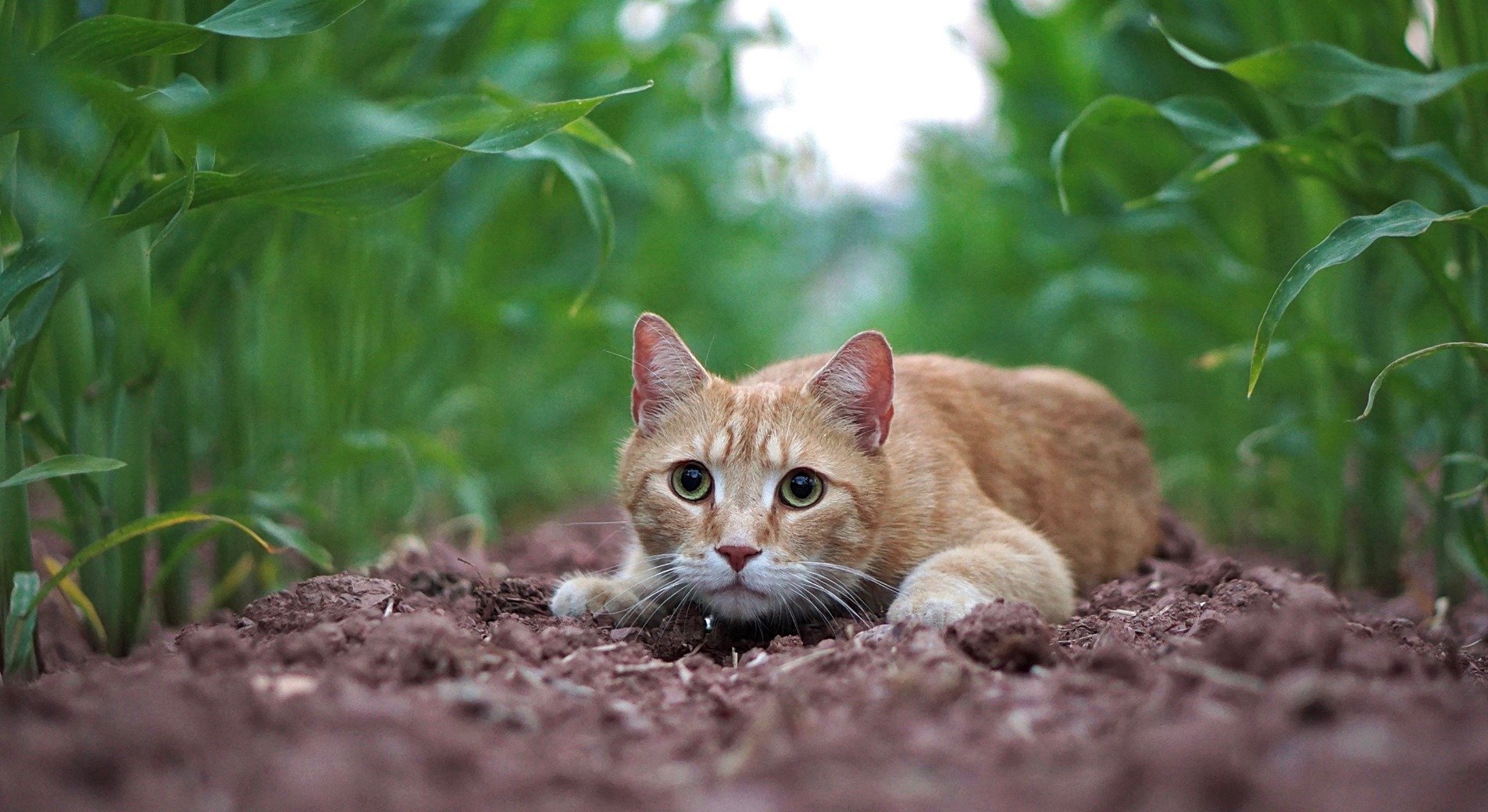 Katze Versteckt Sich Plötzlich