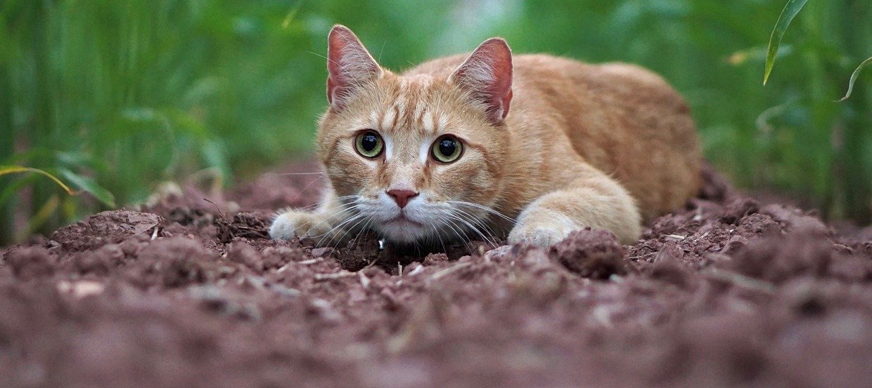 Alte Katze Spuckt Viel