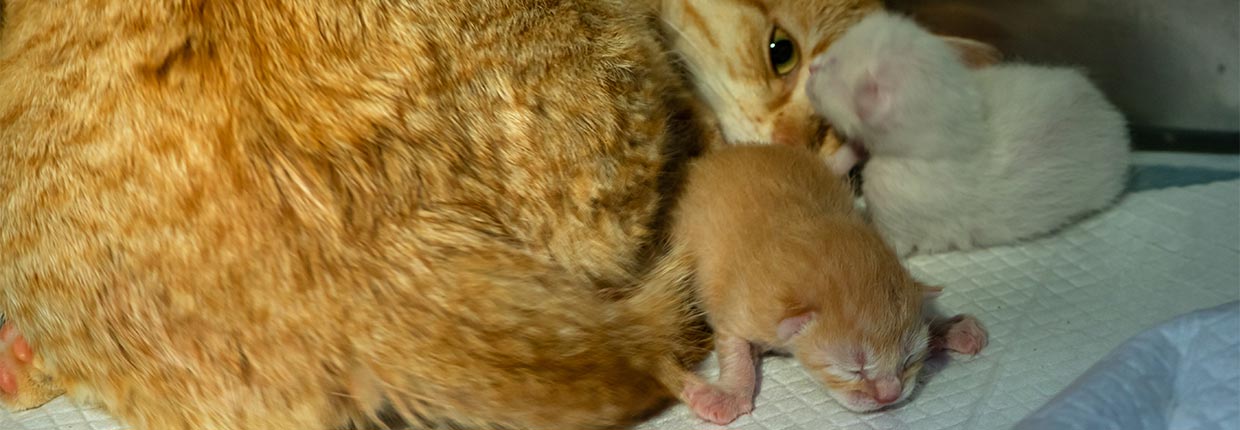 Die Katze nach der Geburt: Das solltest Du wissen