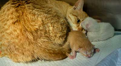 Die Katze nach der Geburt: Das solltest Du wissen