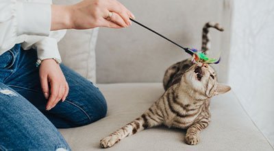 Katzen wollen spielen – ein Leben lang