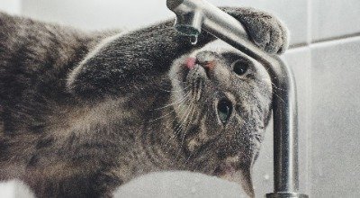 Deine Katze trinkt sehr viel – ist das ein Grund zur Sorge?