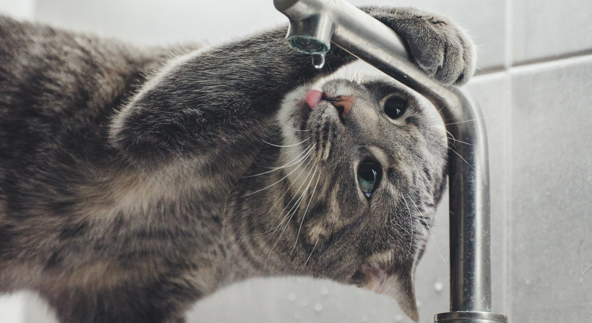 Katze Zu Viel Wasser Schädlich