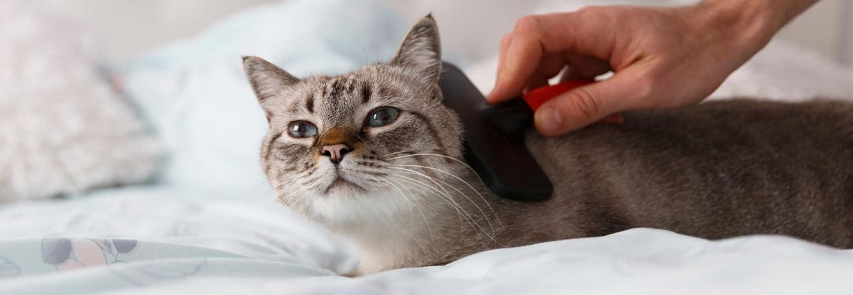 Die Katze verliert Fell: Ab wann es bedenklich ist und was hinter kahlen Stellen steckt