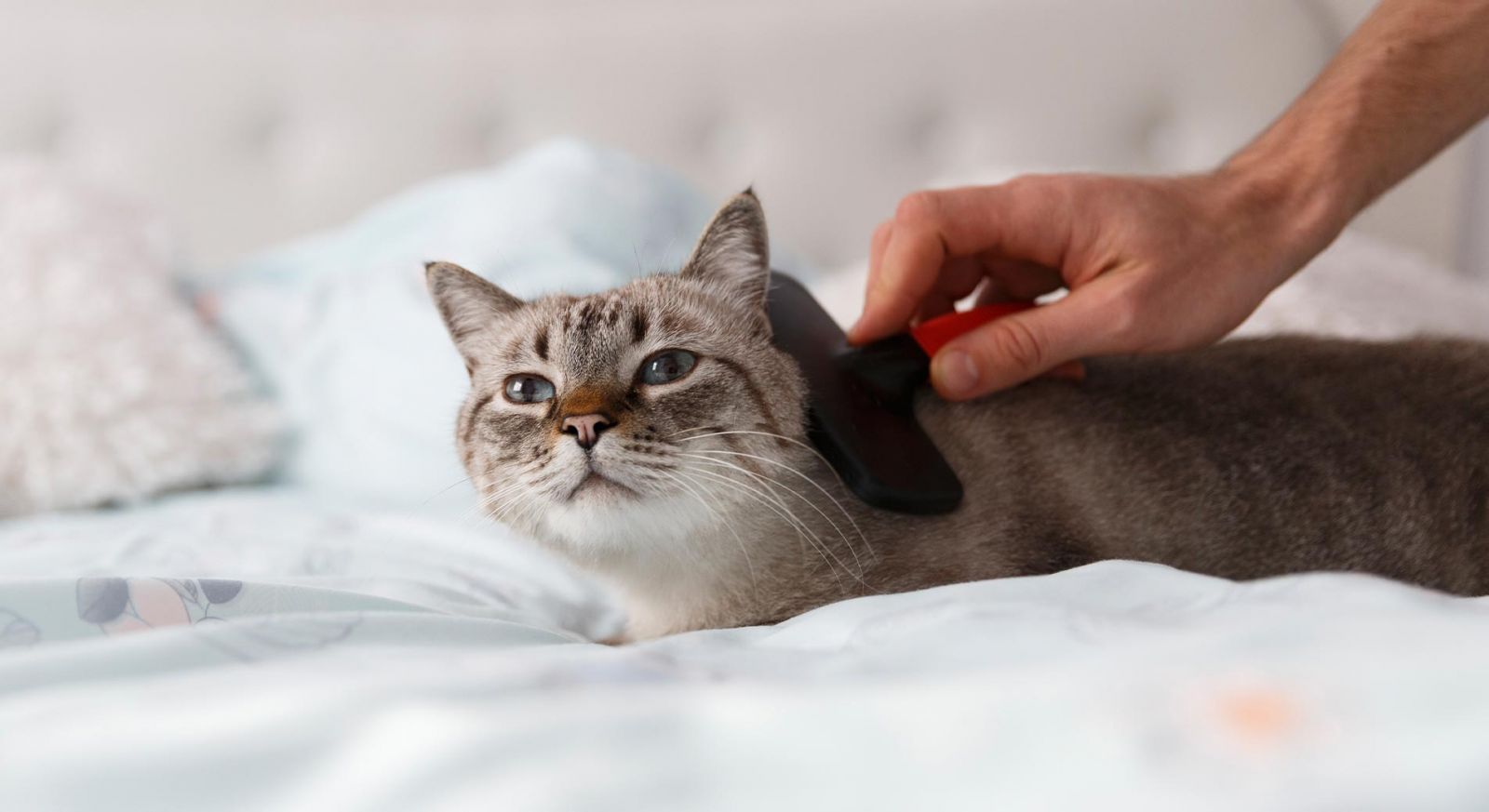 Die Katze verliert Fell: Ab wann es bedenklich ist und was hinter kahlen Stellen steckt