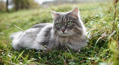 Verstopfung bei Katzen