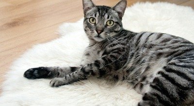 Katze zittert: Woran das liegen kann und was zu tun ist