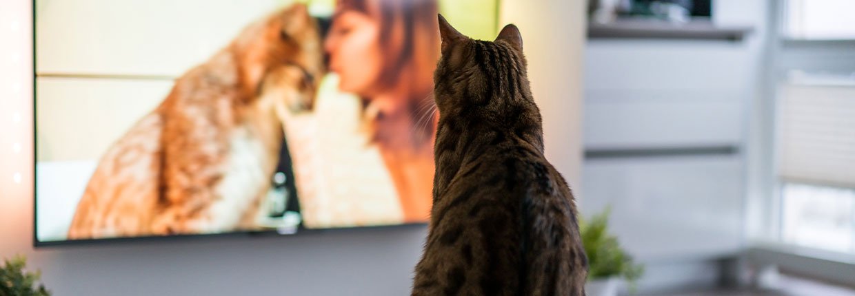 Eine Katze im Film – und eine auf dem Schoß: Zeit für einen gemütlichen Abend