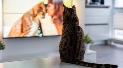 Eine Katze im Film – und eine auf dem Schoß: Zeit für einen gemütlichen Abend