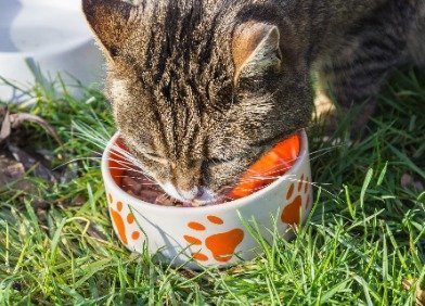 Gelbsucht Katze Ernährung