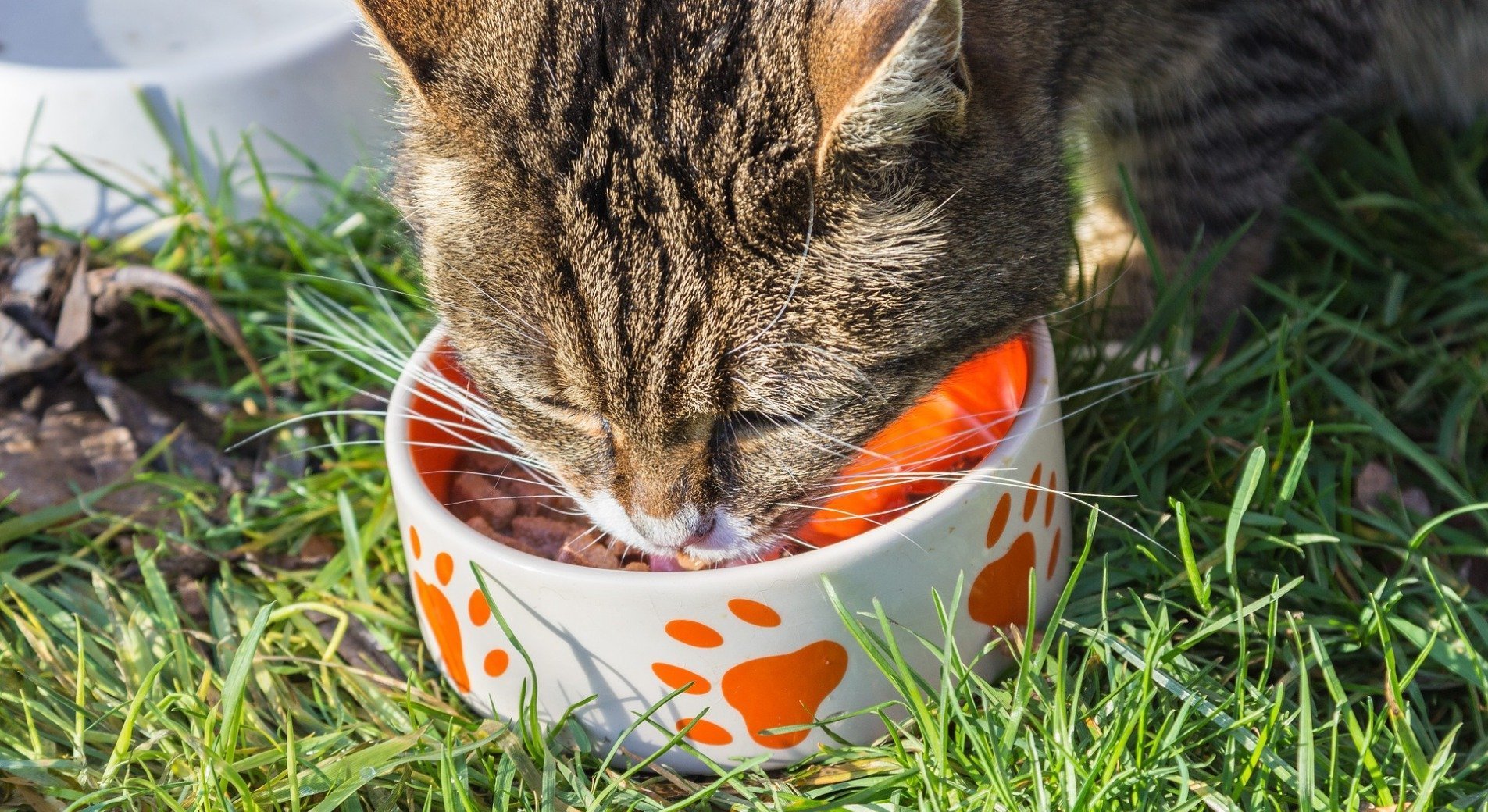 Wie Oft Eine Katze Füttern