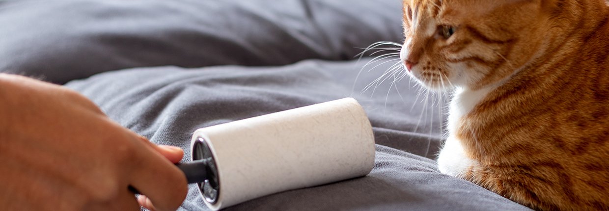 Katzenhaare entfernen - Tipps und Tools, die Ihnen helfen Katzenhaare zu beseitigen