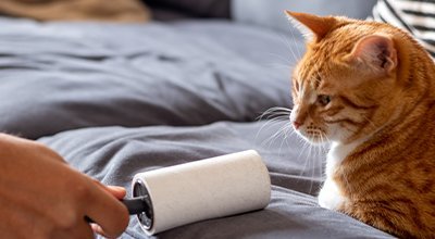 Katzenhaare entfernen - Tipps und Tools, die Dir helfen Katzenhaare zu beseitigen