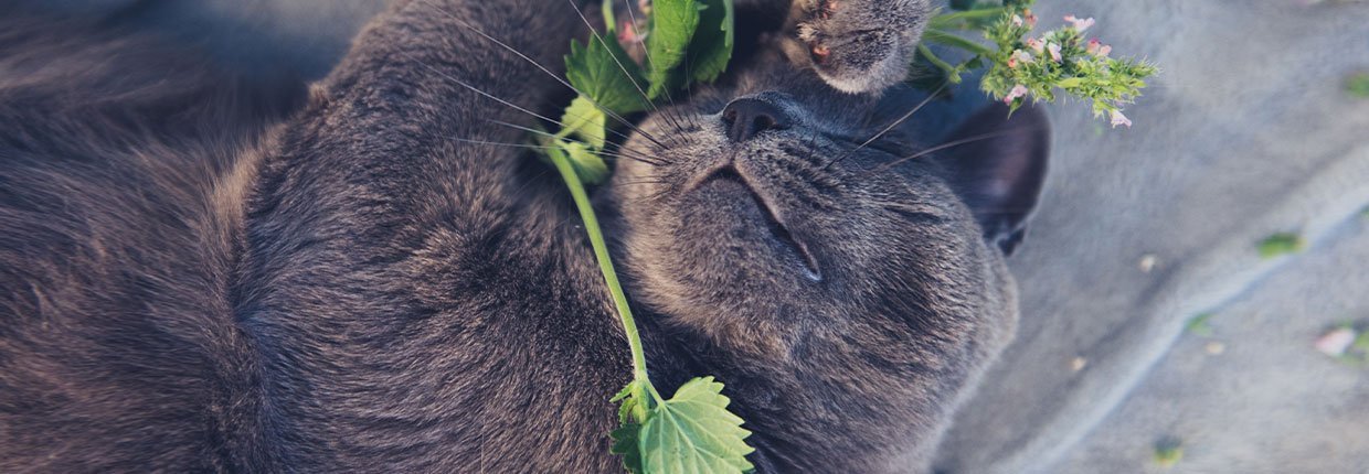 Katzenminze: Die auserwählte Pflanze der Stubentiger