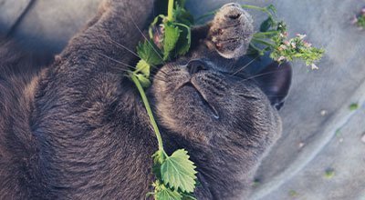 Katzenminze: Die auserwählte Pflanze der Stubentiger