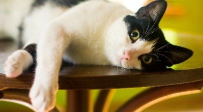 Katzenschnupfen: Mehr als eine kleine Erkältung