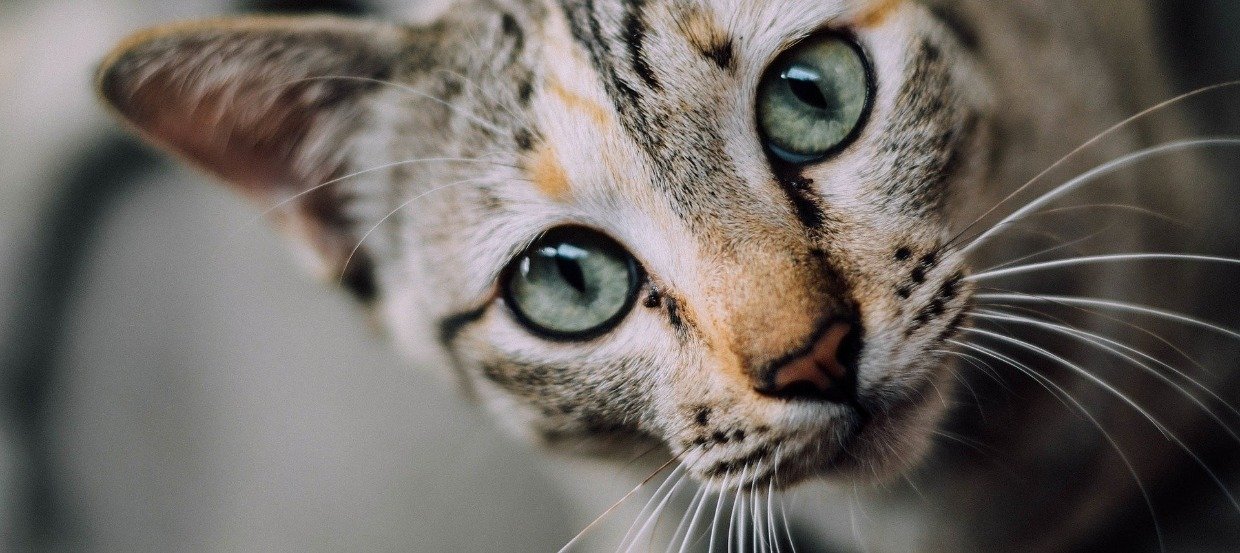 Katze Schnurrt Und Peitscht
