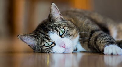 Verstehst Du die Katzensprache?