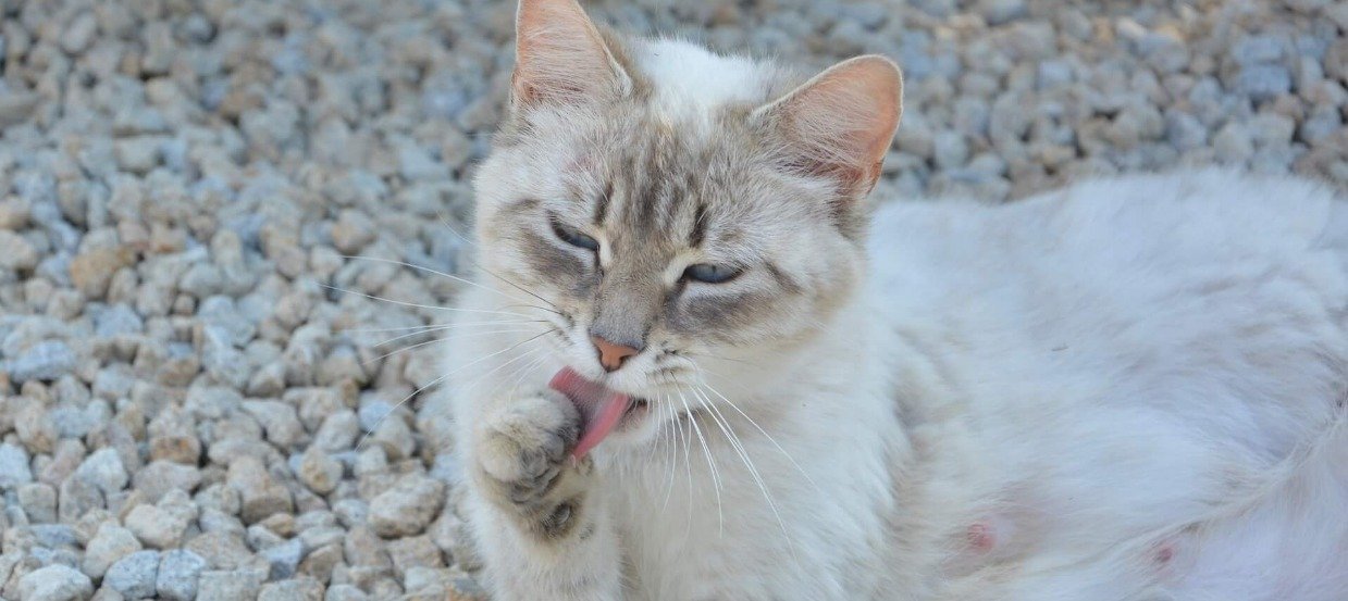 Deine Katze frisst Katzenstreu? 5 häufige Ursachen für dieses Phänomen!