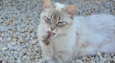 Deine Katze frisst Katzenstreu? 5 häufige Ursachen für dieses Phänomen!