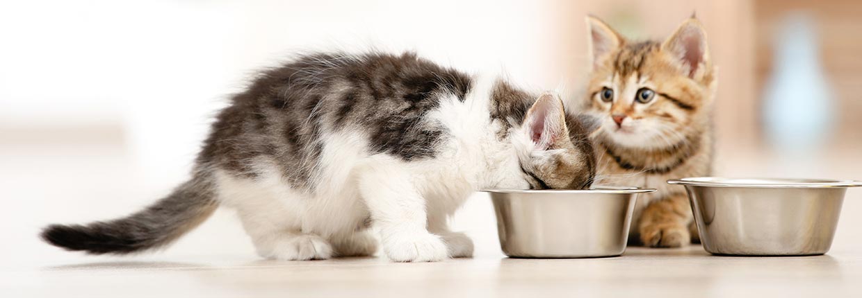 Kitten zufüttern: Reibungsloser Übergang von Muttermilch zu Katzenfutter