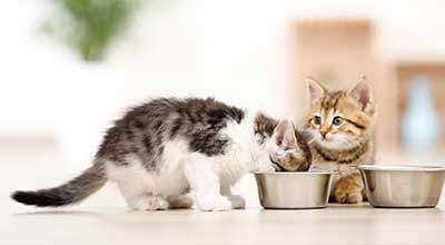 Kitten zufüttern: Reibungsloser Übergang von Muttermilch zu Katzenfutter