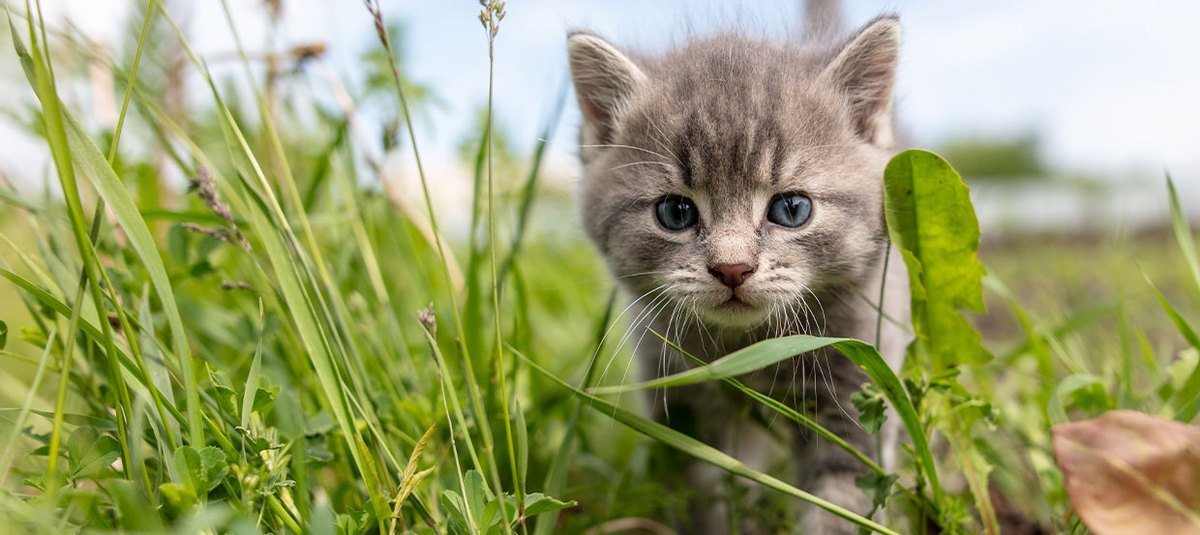 Das richtige Kittenfutter für ein gesundes Wachstum Ihrer Katze 