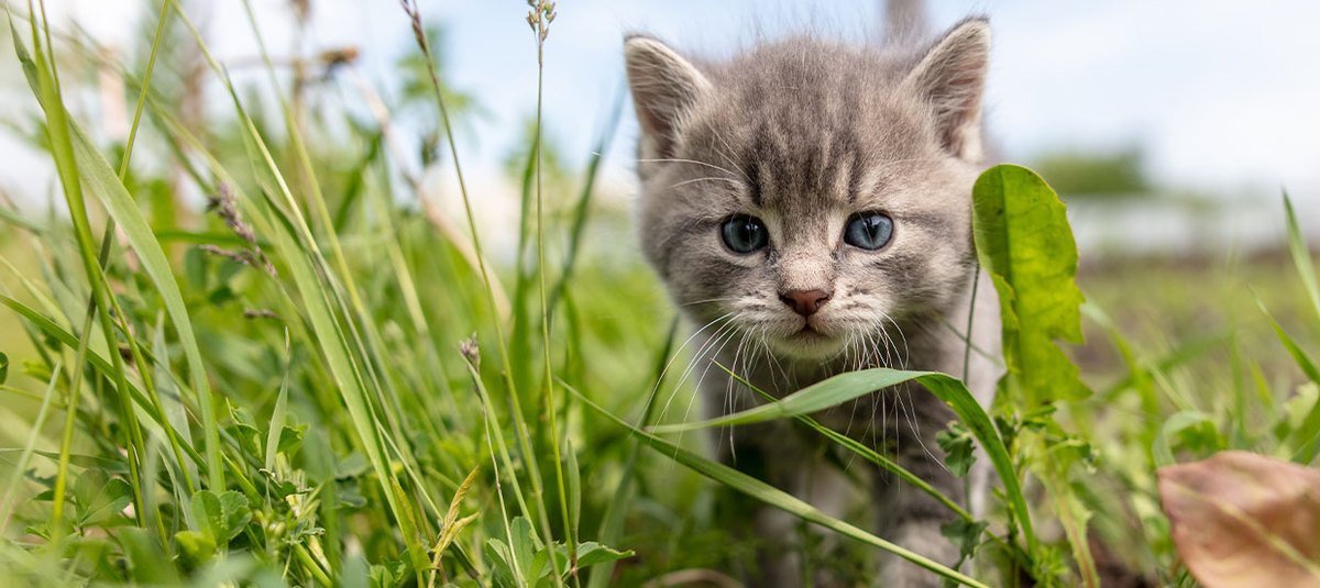 Das richtige Kittenfutter für ein gesundes Wachstum Deiner Katze 