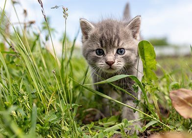 Das richtige Kittenfutter für ein gesundes Wachstum Deiner Katze 