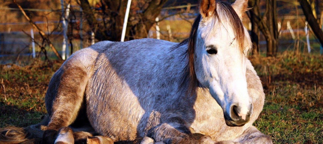 Kolik beim Pferd: Notfall erkennen &amp; behandeln