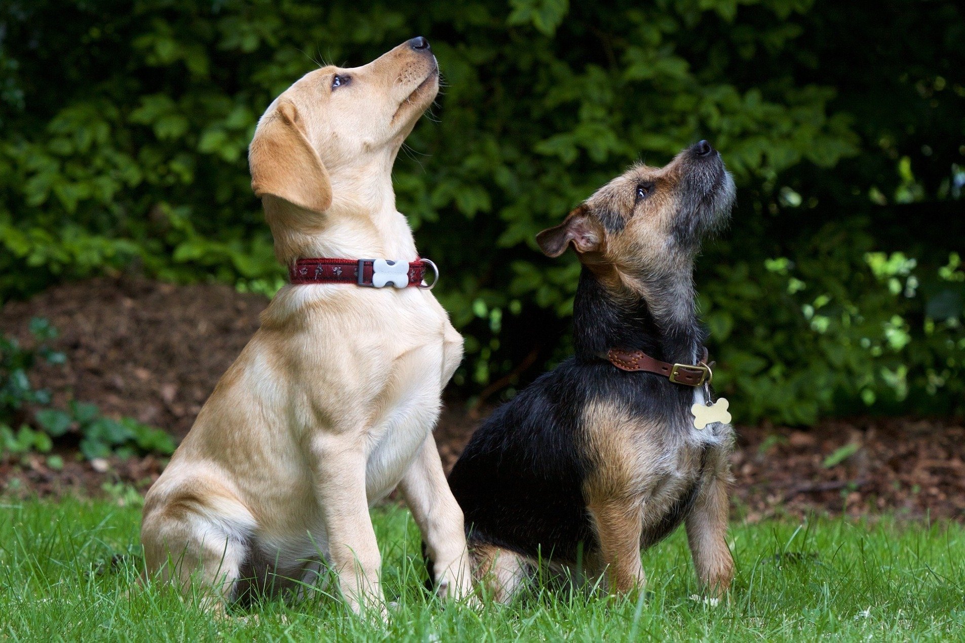 Vie skræmt Indbildsk Hundekommandos ▷ Nützliche Tipps und Tricks