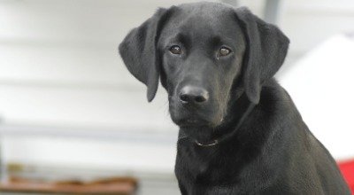 Rasseportrait Labrador Retriever – Charakter, Haltung, Erziehung & mehr