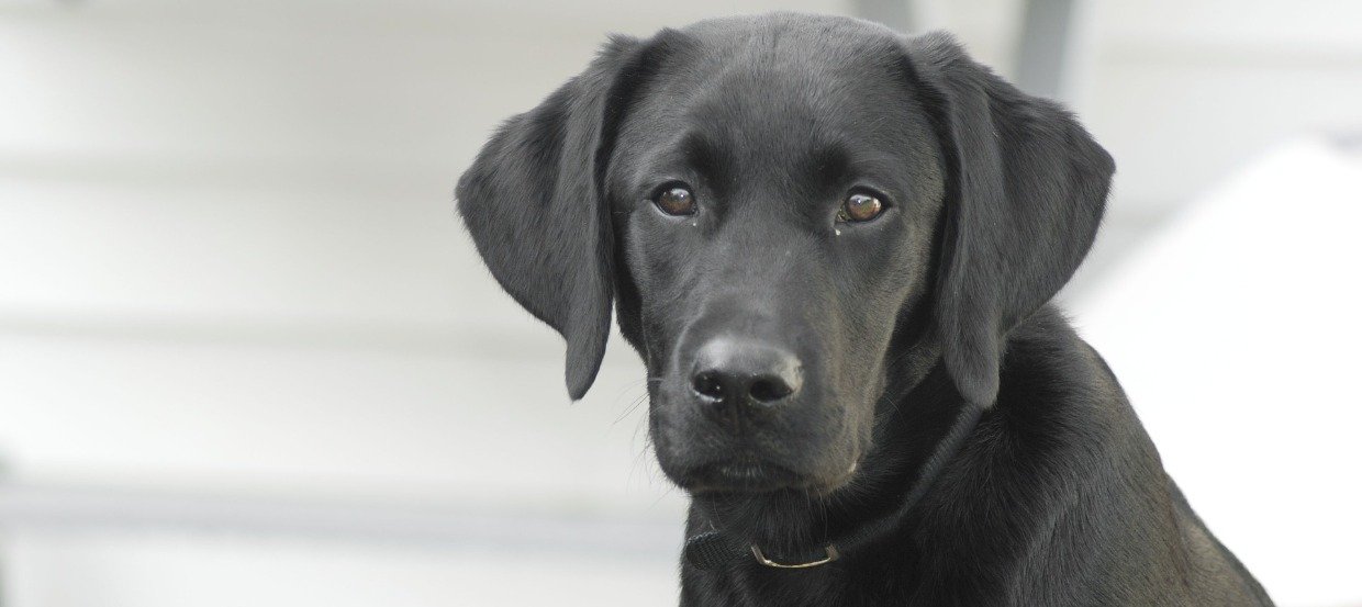 Rasseportrait Labrador Retriever – Charakter, Haltung, Erziehung & mehr
