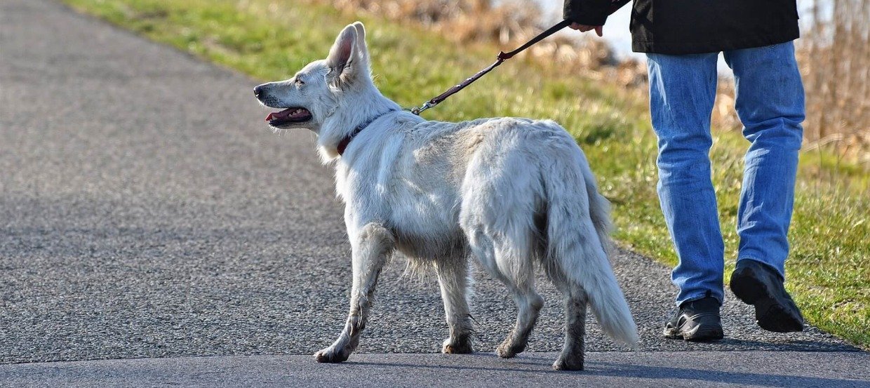 Schlepp-, Flexi- oder Führleine: Welche Leine ist für Ihren Hund die beste?