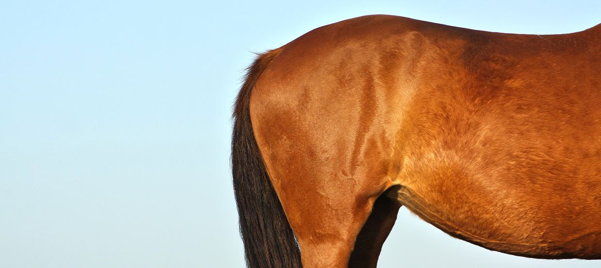 Magengeschwüre beim Pferd – Weit verbreitet und selten bemerkt