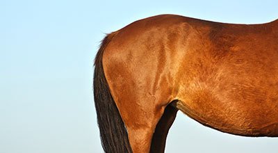 Magengeschwüre beim Pferd – Weit verbreitet und selten bemerkt