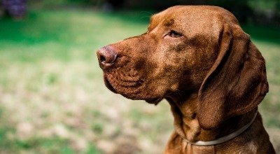 Der Magyar Vizsla 