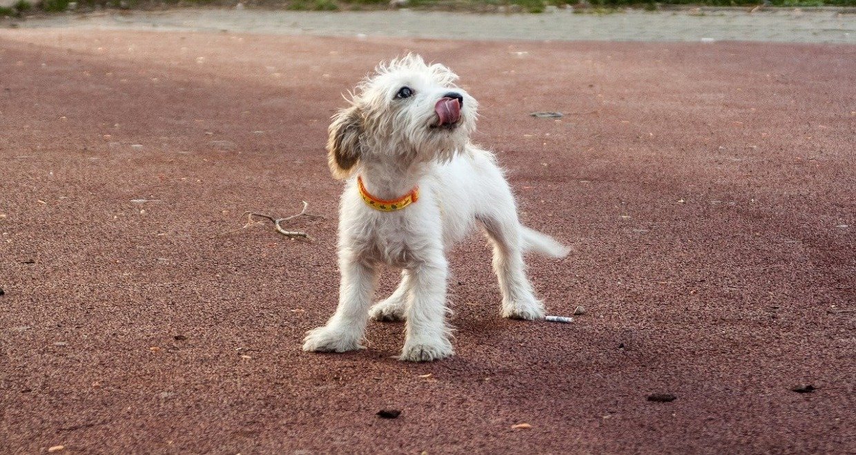 Milben beim Hund - Arten, Symptome und Hausmittel