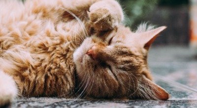 Milben bei Katzen
