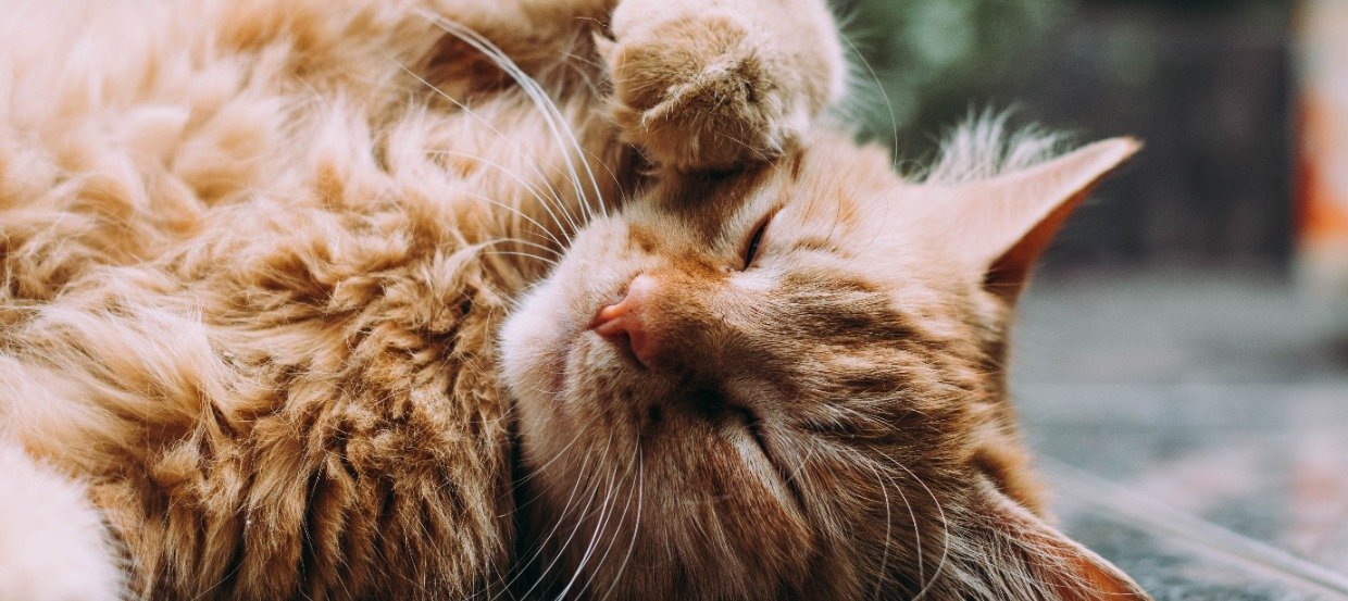 Milben bei Katzen