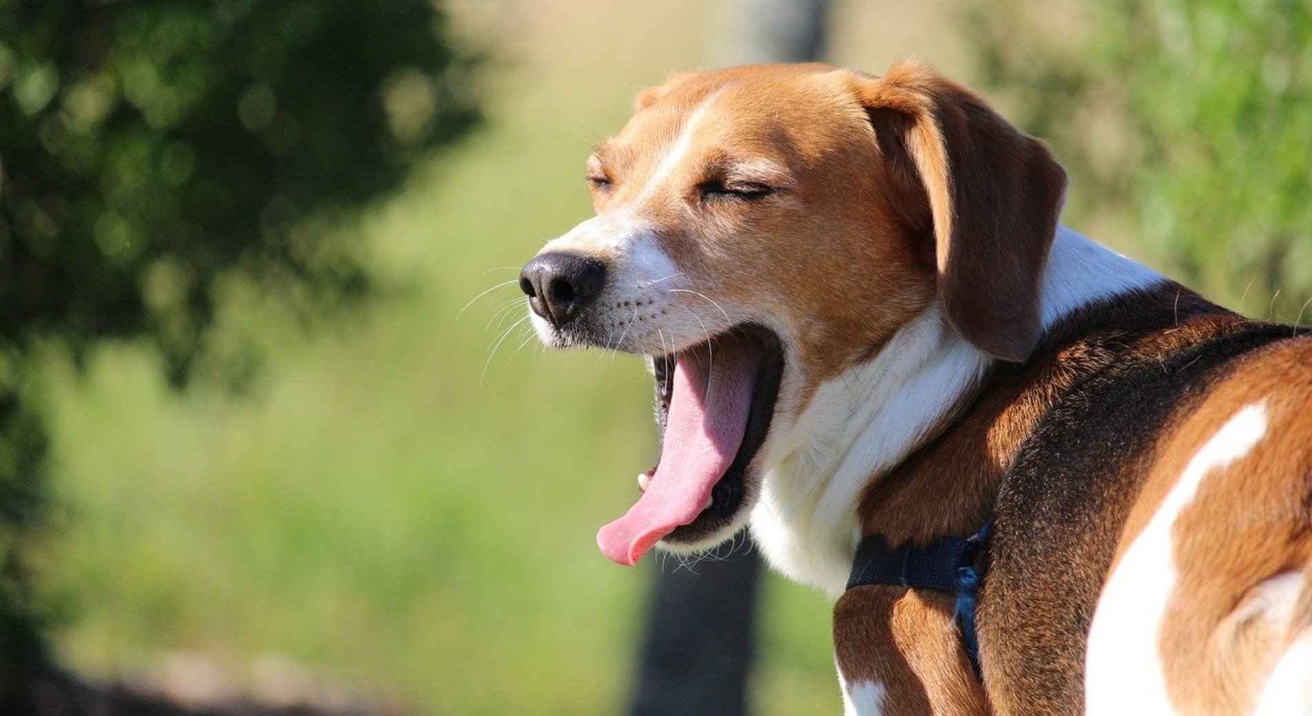 bomuld Støt Effektivt Mundgeruch beim Hund: Ursachen und was zu tun ist | Josera