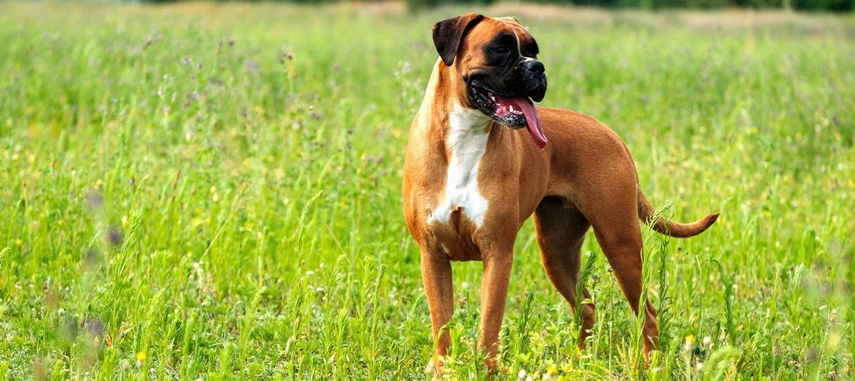Der Boxer: Ein ausgeglichener Wach- und Familienhund mit großer Spiellust