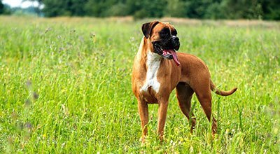 Der Boxer: Ein ausgeglichener Wach- und Familienhund mit großer Spiellust