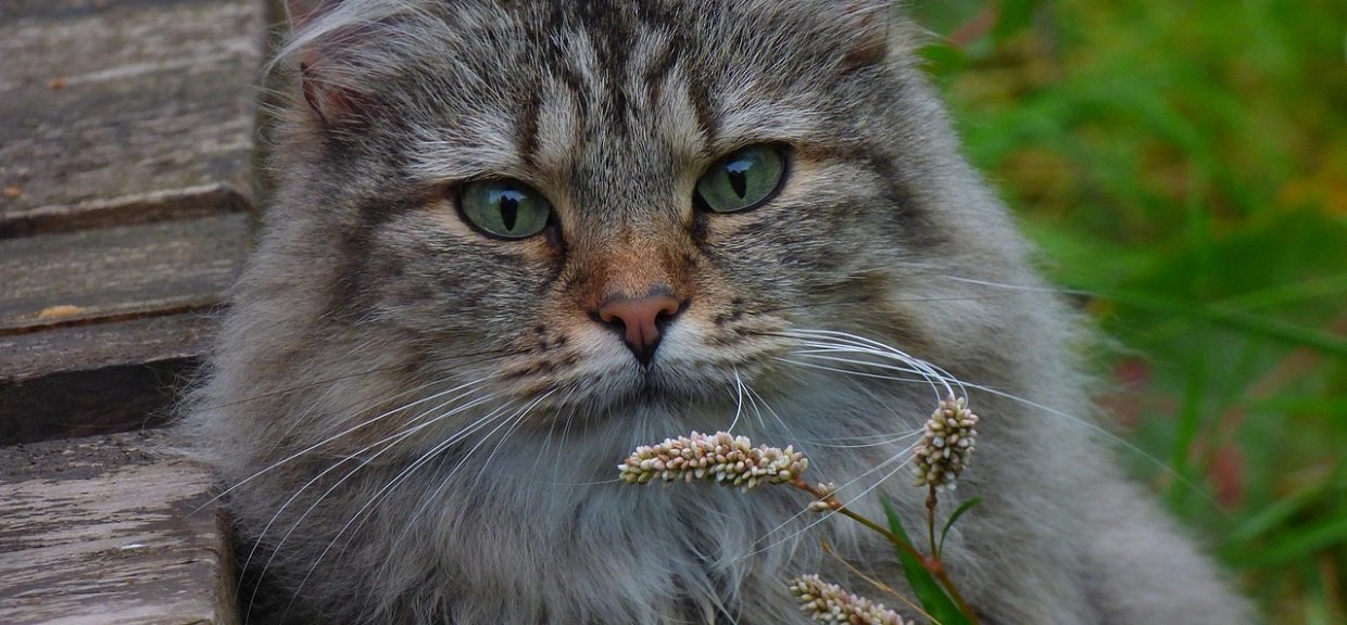 Die Norwegische Waldkatze