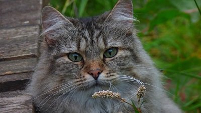 Die Norwegische Waldkatze