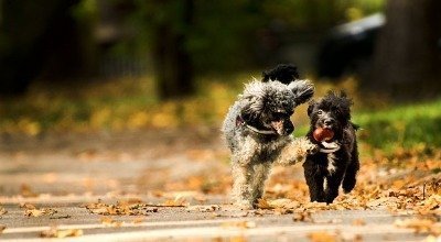 Dürfen Hunde Nüsse essen? Walnüsse, Erdnüsse & Co.