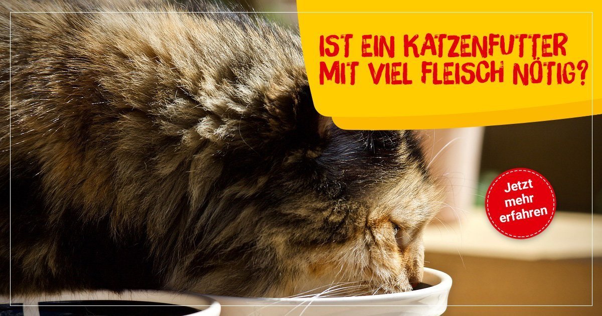 Braucht Meine Katze Ein Futter Mit Hohem Fleischanteil 