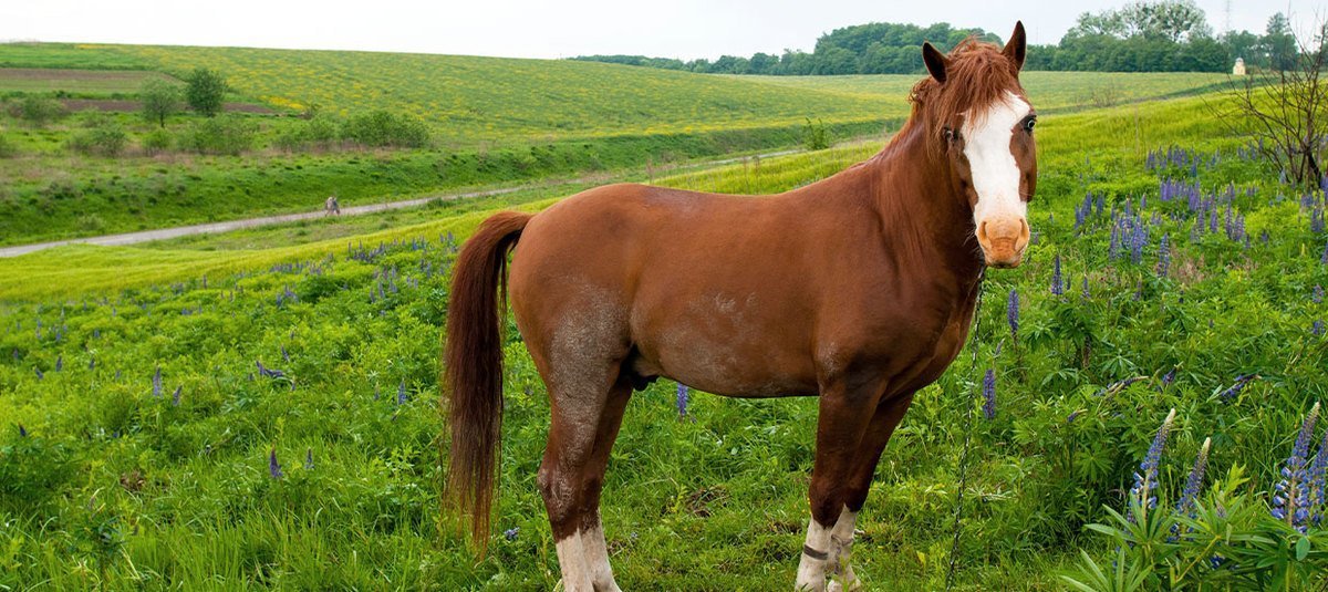 Diagnose PSSM: Muskelkrankheit mit Folgen